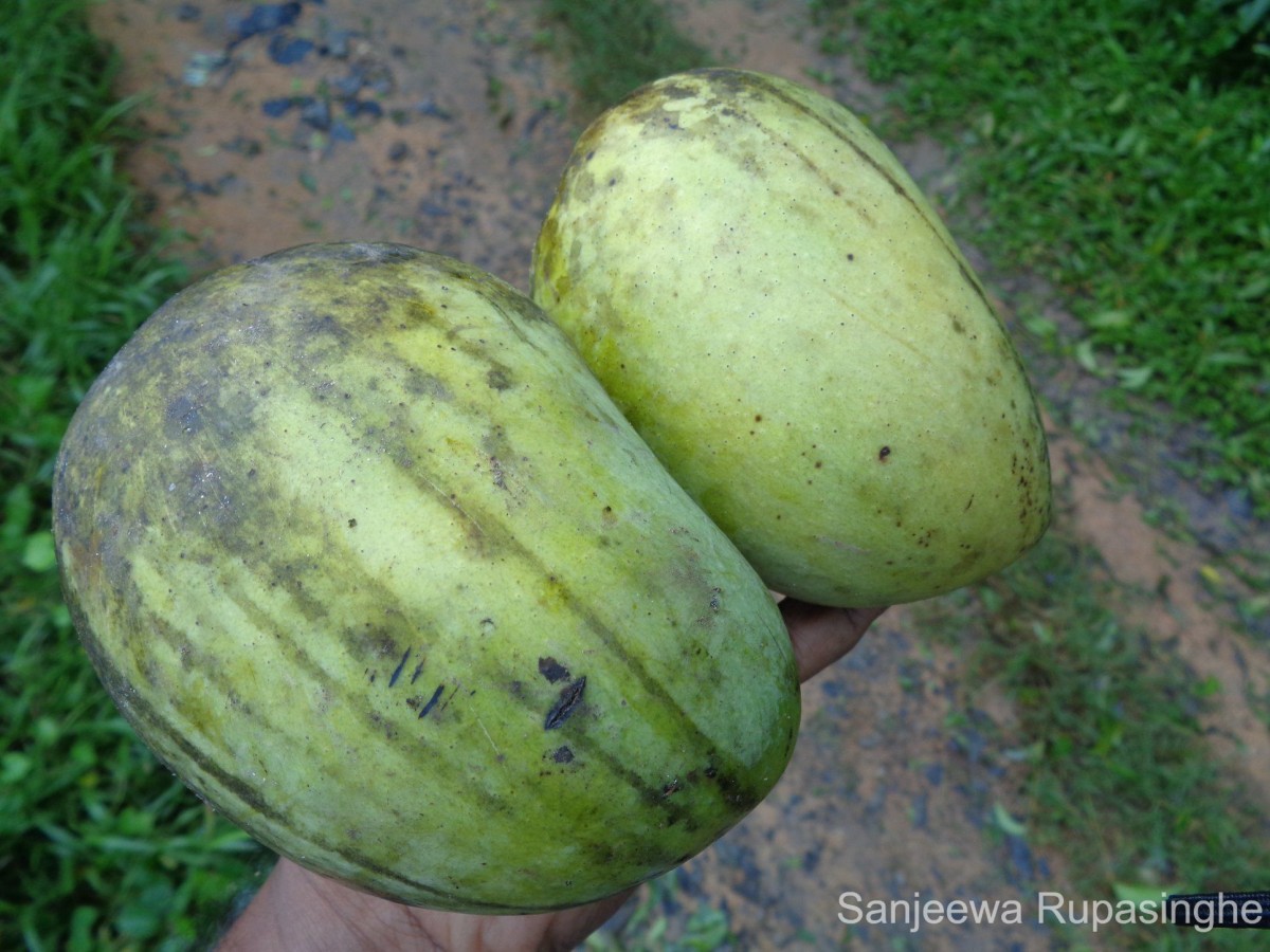 Mangifera indica L.